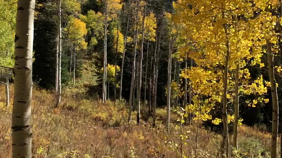 October Aspens